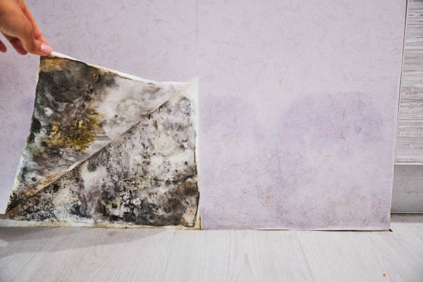 Best Post-Flood Mold Remediation in Longwood, FL